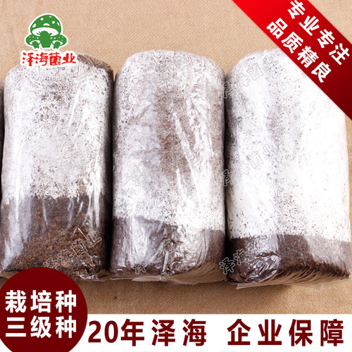 食用菌平菇菌种子菌包菌棒栽培种香菇木三级种农产品厂家自制 - 封面