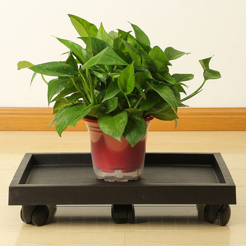 长方托盘花博士厂家直销假一赔十