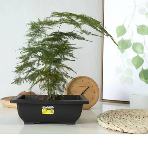 盆景盆多肉锥生石花仿紫砂树脂微型桌面书房文竹发财树真柏松造景