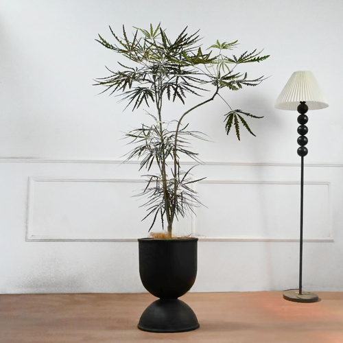 造型孔雀木大型植物落地盆栽客厅室内阳台净化空气小众净化空气