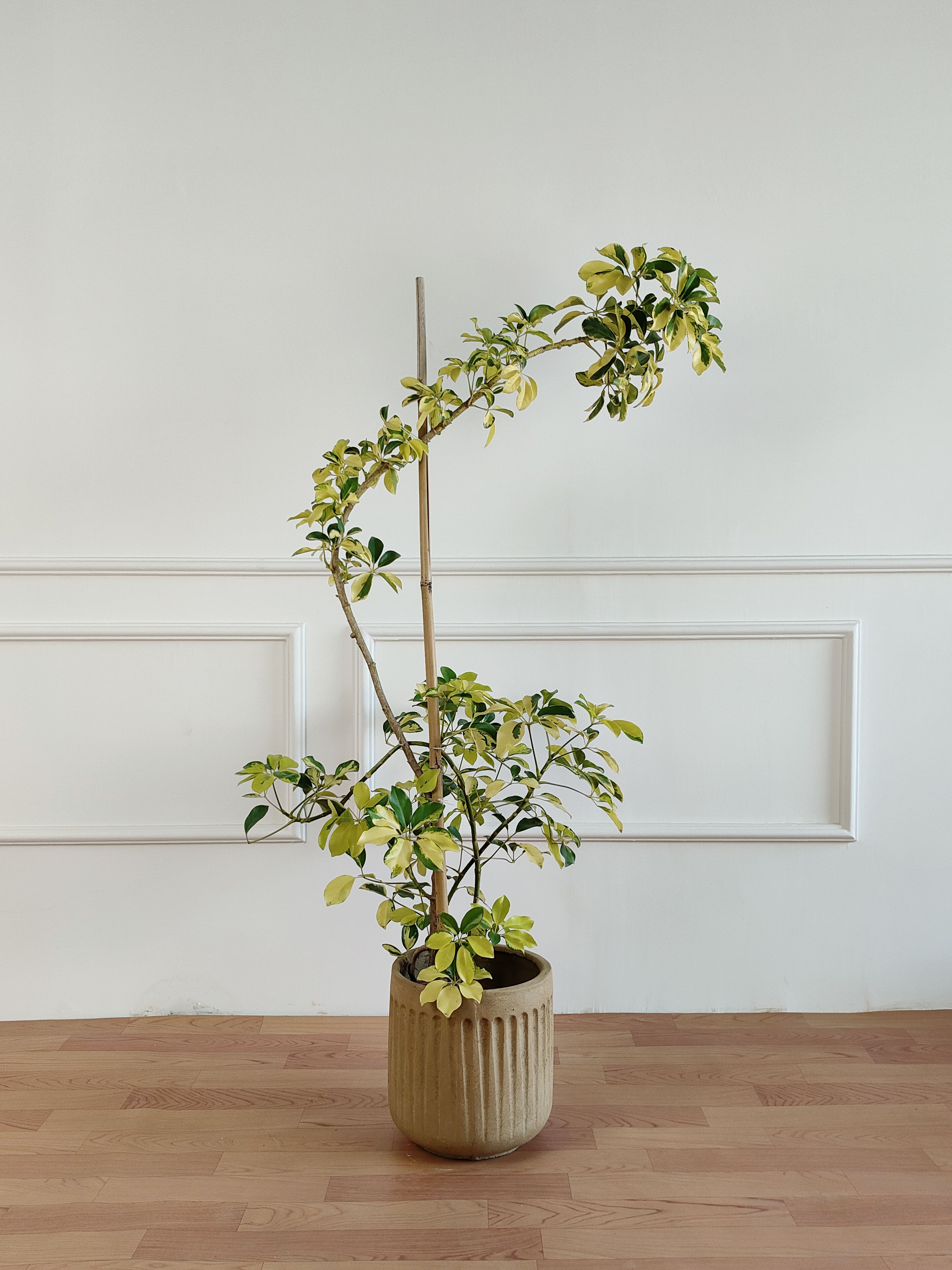 花叶鸭脚木鹅掌柴室内大型绿植造型植物盆栽客厅卧室吸甲醛好养