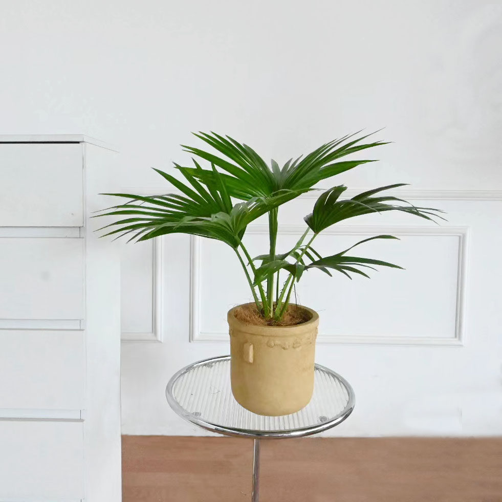 大叶蒲葵棕榈树室内客厅阳台庭院美化净化空气好养四季常青网红