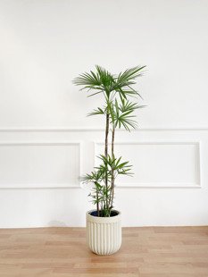 金山细叶棕竹绿植室内办公室网红大型植物北欧四季好养耐阴落地