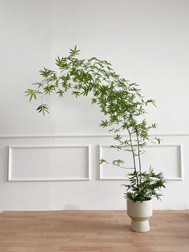 老桩小叶簕竹植物大型绿植盆栽禅意室内客厅侘寂风造景新中式盆景