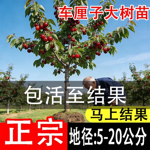 特大车厘子嫁接果苗当年结果