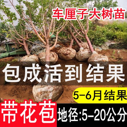 特大车厘子大樱桃树苗当年结果