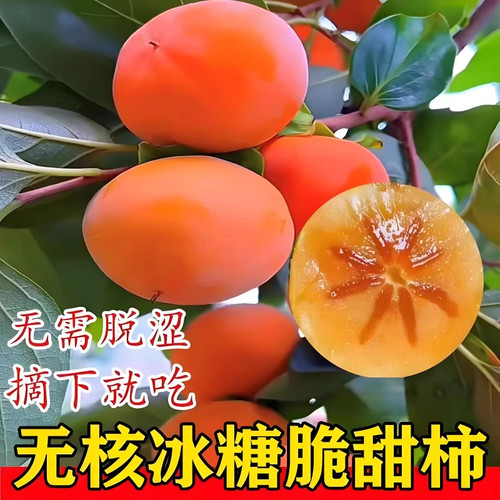 柿子苗树地栽盆栽嫁接脆甜无核南北方种植特大当年结果柿子树果苗