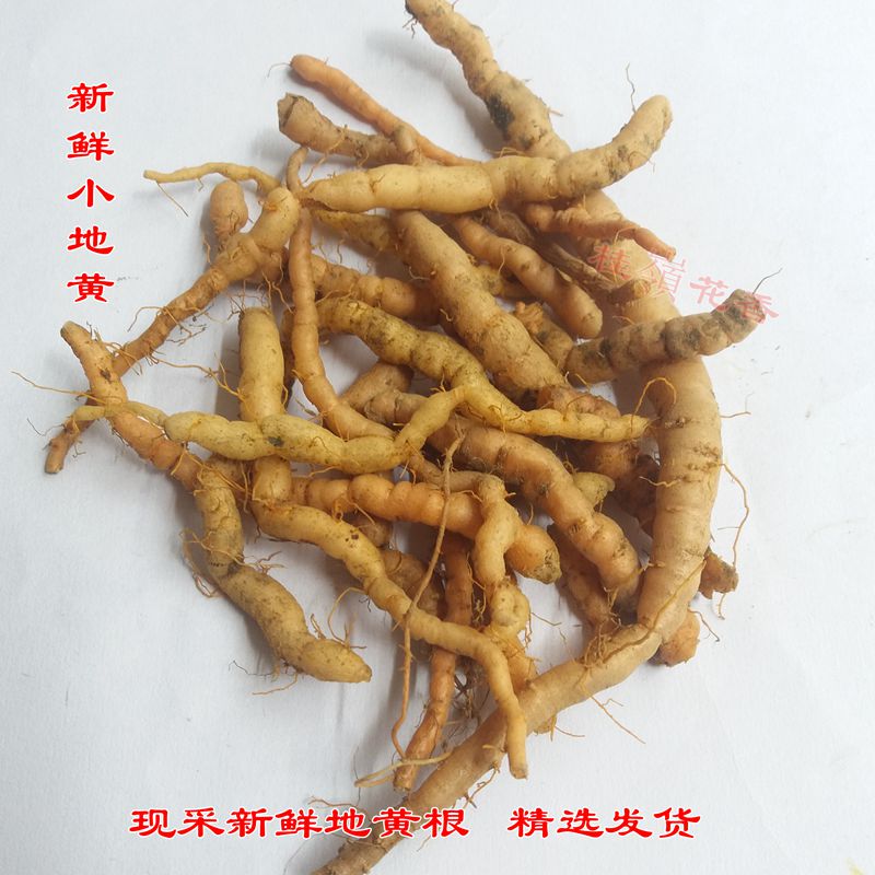 伏牛山新鲜地黄根中药材现拍现采