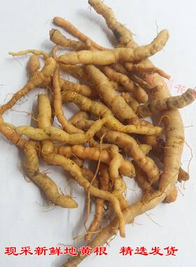 野生地黄根中药材小地黄