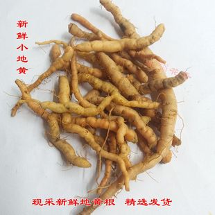 新鲜地黄根 野生小地黄地髓根现拍现采中药材地黄根 可种植地黄苗