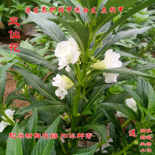 红色指甲花染指甲白色凤仙花鲜花