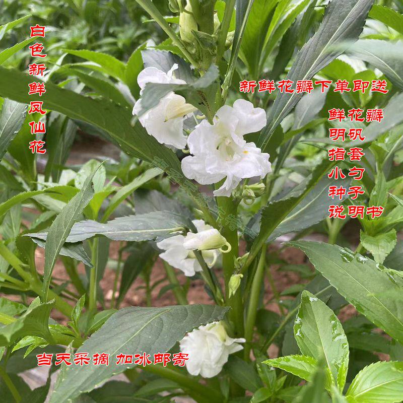 白色凤仙花 新鲜指甲草花染发染甲中药材凤仙透骨草粉 小桃红种子