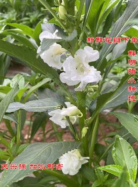 白色凤仙花 新鲜指甲草花染发染甲中药材凤仙透骨草粉 小桃红种子