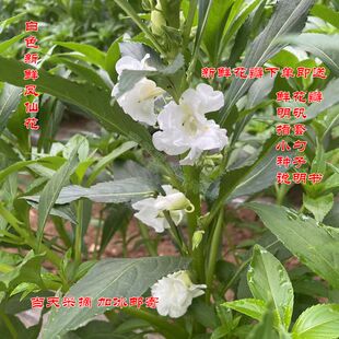 白色凤仙花 新鲜指甲草花染发染甲中药材凤仙透骨草粉 小桃红种子