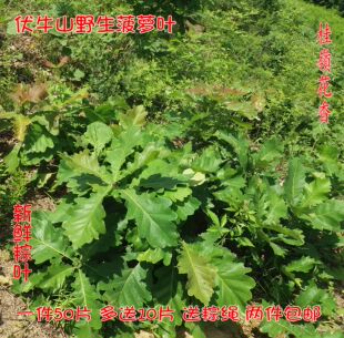 新鲜粽叶 现采菠萝叶野生柞树叶子 菠萝叶饼玻璃叶包粽子两件包邮
