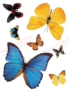 75-109 毛毛小铺水移画蝴蝶厨房浴室瓷砖贴家电冰箱玻璃贴儿童贴