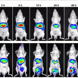 Living Image软件远程安装 4.3/4.4/4.5荧光活体成像动物活体分析