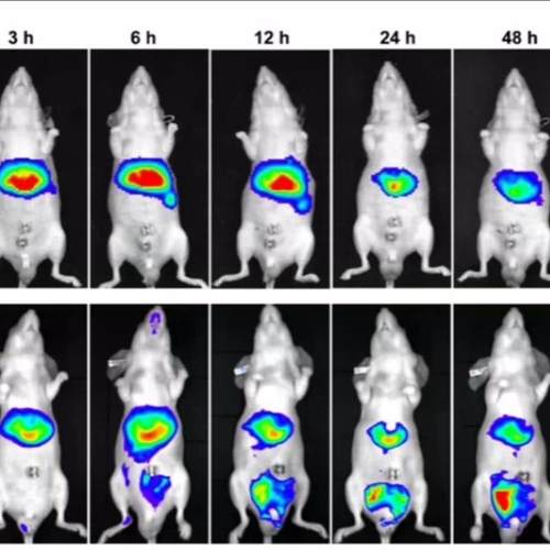 Living Image软件远程安装 4.3/4.4/4.5荧光活体成像动物活体分析