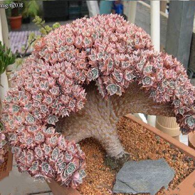 进口老桩盆栽多肉植物