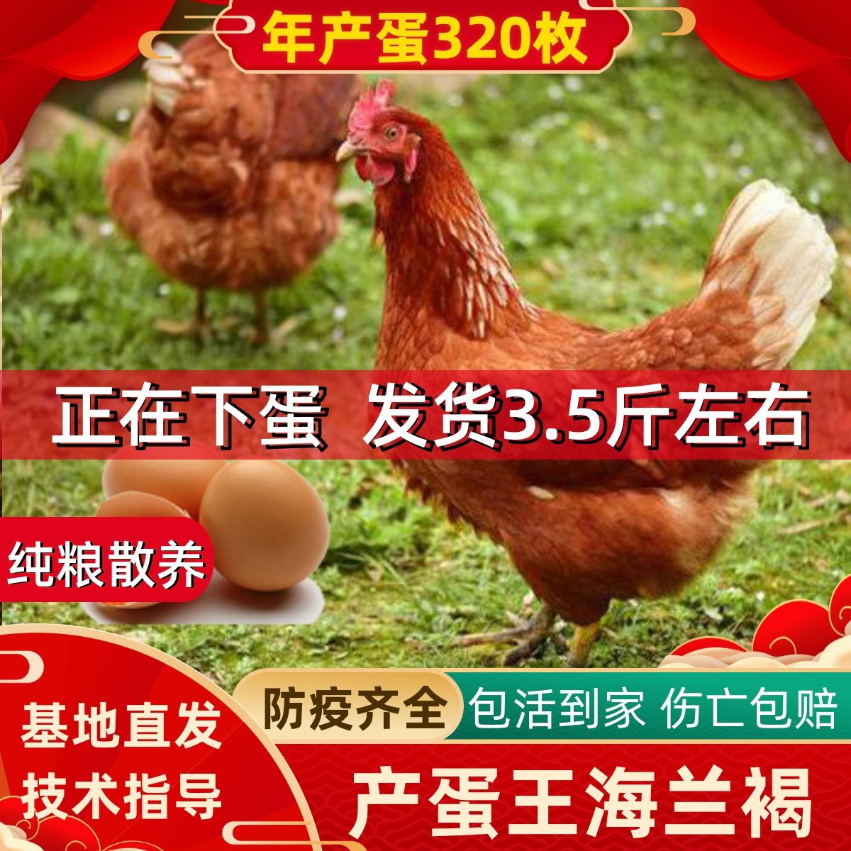 4斤正宗产蛋王海兰褐成年生蛋母鸡下蛋鸡活鸡包活到家红毛土鸡,水产肉类/新鲜蔬果/熟食,整鸡/整鸡制品,淘宝优惠券,粉丝福利购,淘宝优惠卷