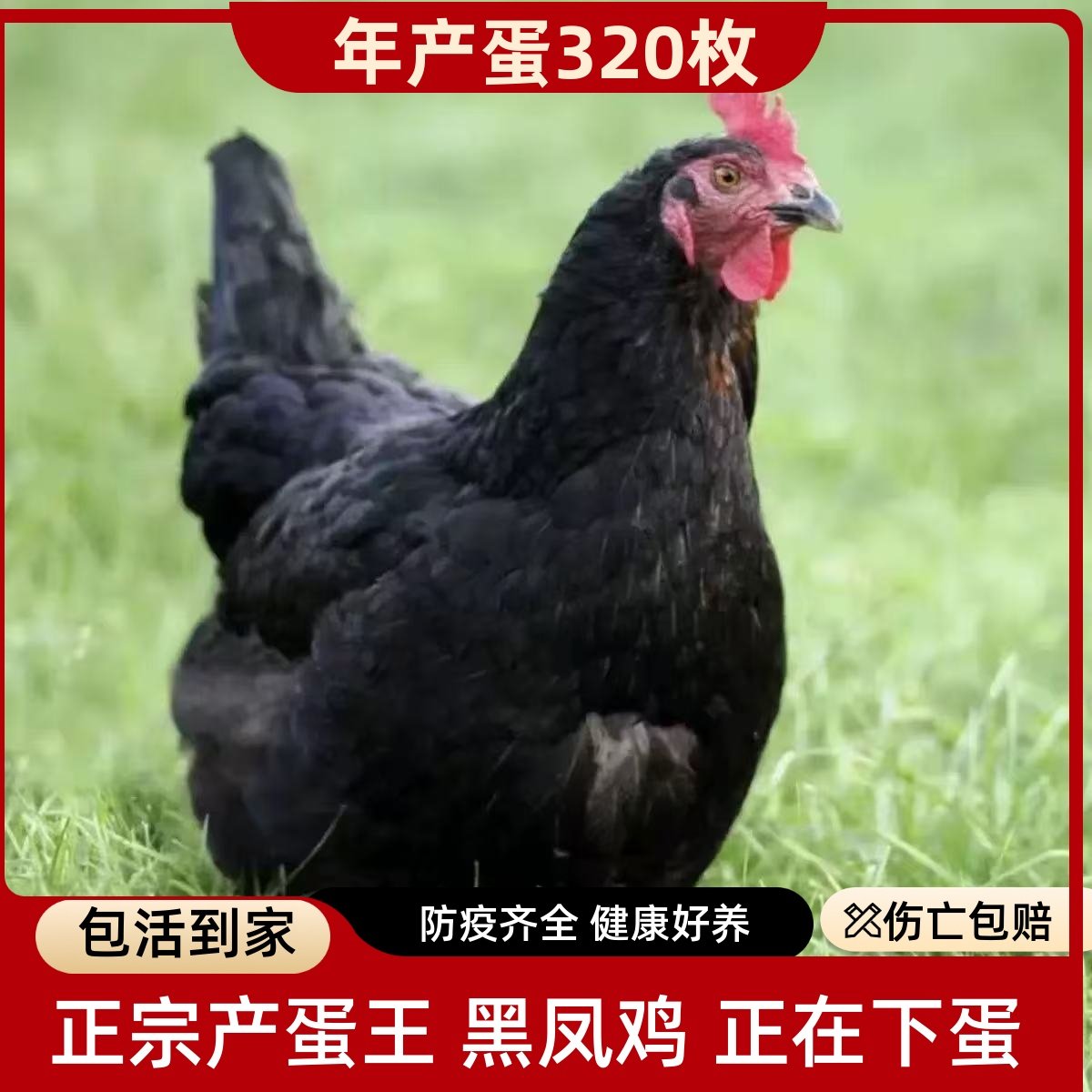 3-4斤高产蛋王黑凤鸡下蛋鸡母鸡土鸡活鸡包活到家活体粉绿壳蛋鸡,水产肉类/新鲜蔬果/熟食,整鸡/整鸡制品,淘宝优惠券,粉丝福利购,淘宝优惠卷
