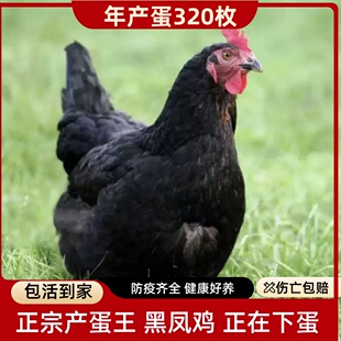 3-4斤高产蛋王黑凤鸡下蛋鸡母鸡土鸡活鸡包活到家活体粉绿壳蛋鸡
