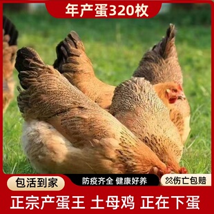 3-4斤农家散养黑腿土鸡下蛋鸡母鸡活鸡包活到家粉绿壳蛋鸡产蛋王