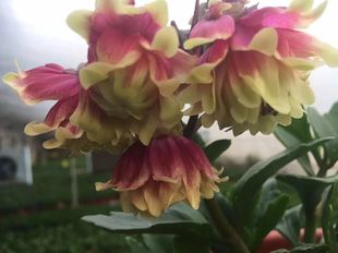 宝贝进口长寿花