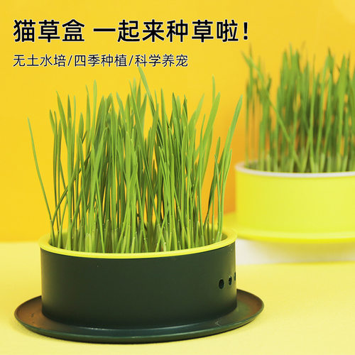 猫草盆小麦种子无土猫薄荷种植盒套装猫咪零食猫草水培盒