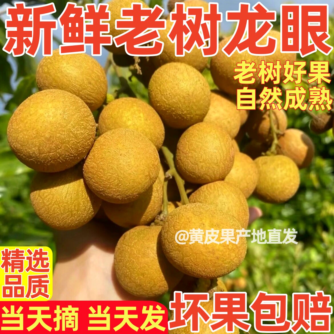 广西灵山新鲜桂圆石硖储良龙眼