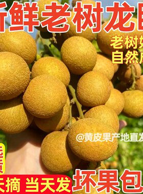 广西灵山新鲜桂圆石硖储良龙眼