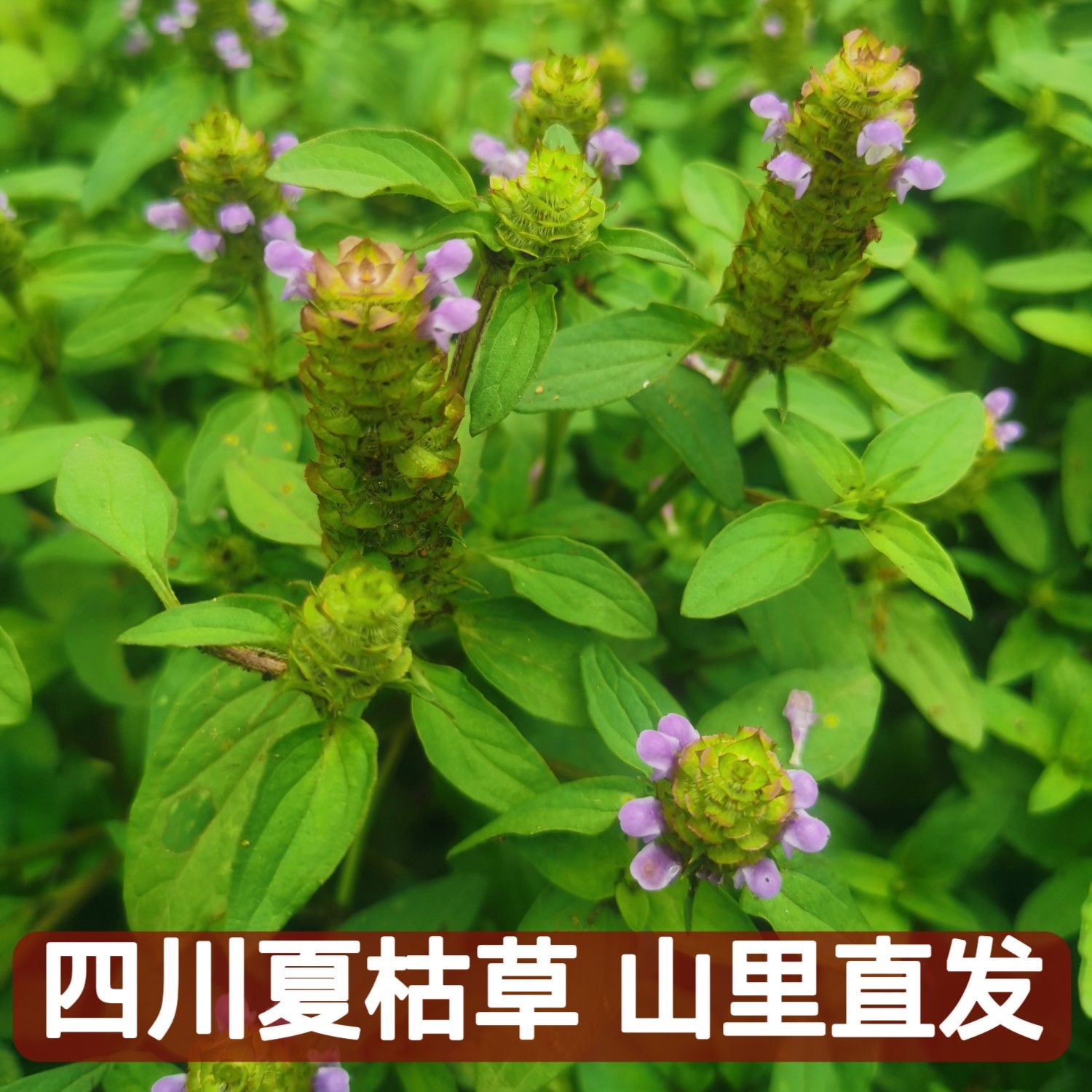 四川深山新鲜夏枯草野菜现挖中草药凉茶夏姑草牛低头生态全草野生