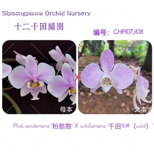 瓶苗|CHP107桑德交西瓶苗，叶片银，苗大