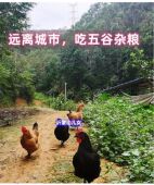 沂蒙山正宗散养2年老母鸡新鲜农村土鸡野外月子孕妇本柴虫草笨鸡