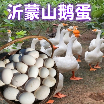 沂蒙山新鲜散养土鹅蛋12枚大个