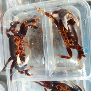 南海溪蟹淡水蟹蓝尖肢造景摆件桌宠原生爬宠水陆两栖巨钳宠物蟹