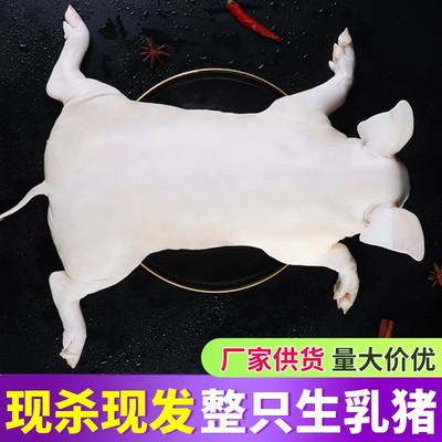 精品现杀整只乳猪4-20斤规格脆皮烤乳猪酒店烧烤店专用生鲜食材