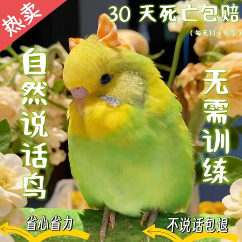 虎皮鹦鹉活鸟会说话的手养鹦鹉云斑幼鸟儿童宠物活体活物观赏鸟类