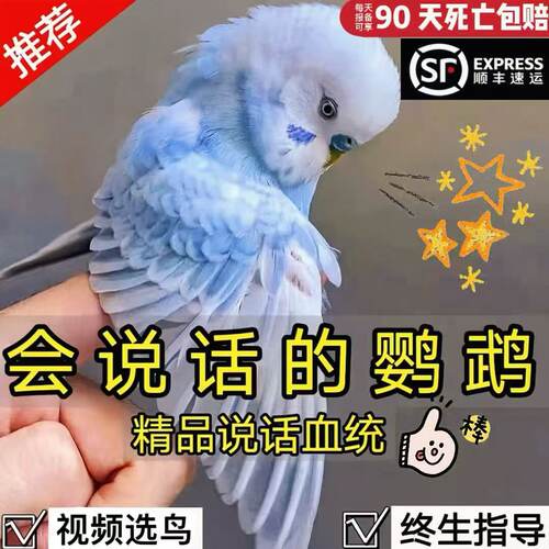 虎皮鹦鹉活鸟会说话的手养鹦鹉云斑幼鸟儿童宠物活体活物观赏鸟类