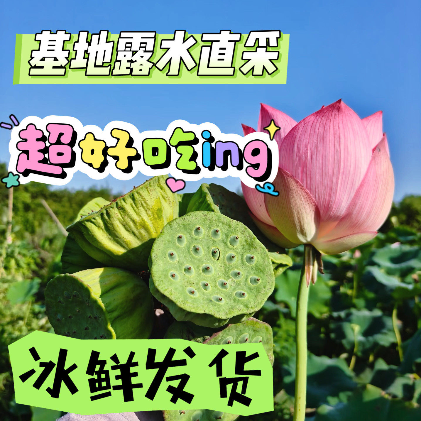 湖北新鲜莲蓬现摘现发当季嫩莲子米生吃手剥孕妇水果