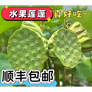 顺丰包邮湖北新鲜水果莲蓬现摘现发当季嫩莲子米生吃手剥孕妇水果