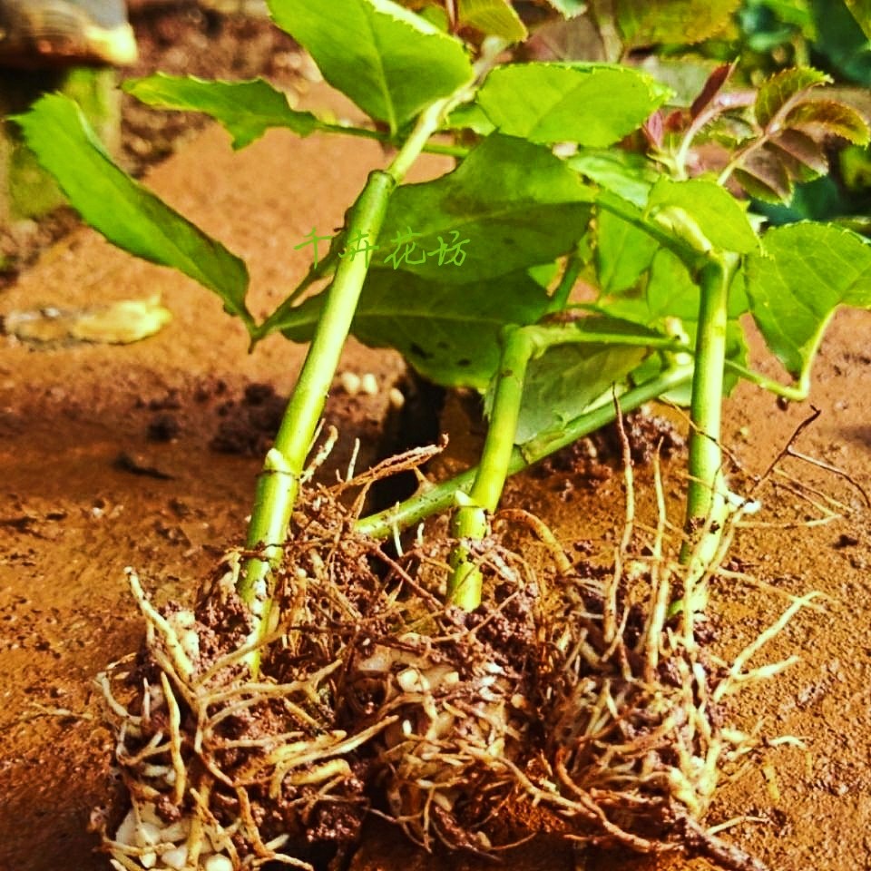 云南玫瑰花苗大花浓香月季小苗耐