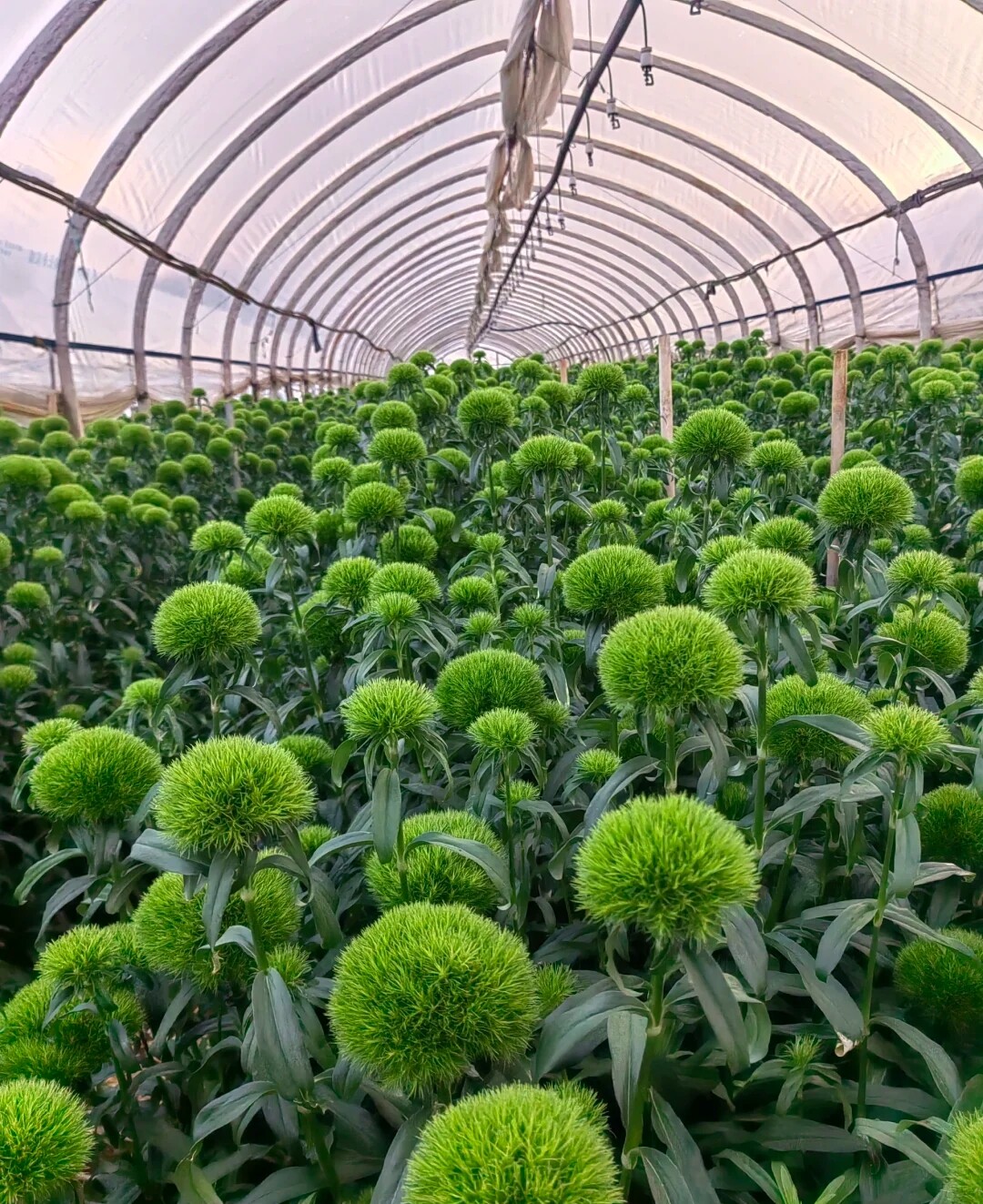 云南直发绿石竹苗绿毛球花苗超长花期护眼小清新庭院阳台盆栽植物