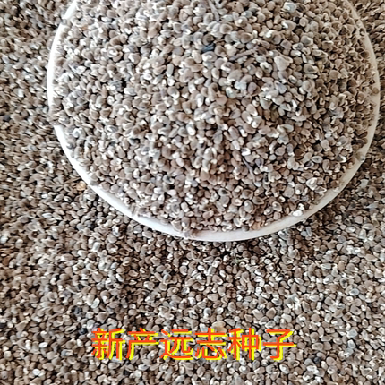山西远志药材种子2025年采收新货盆种植散装