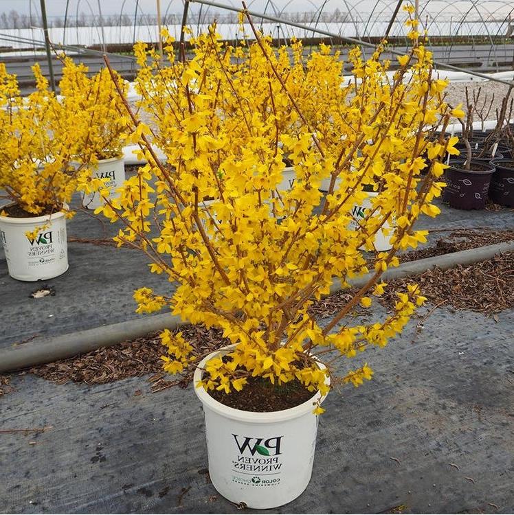 连翘树苗连翘苗迎春花苗黄老虎阳台别墅庭院绿化苗木耐寒好养植物