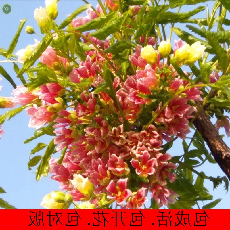 文冠花树苗盆栽地栽文冠盆栽庭院别墅南北方种植文官树四季长青植