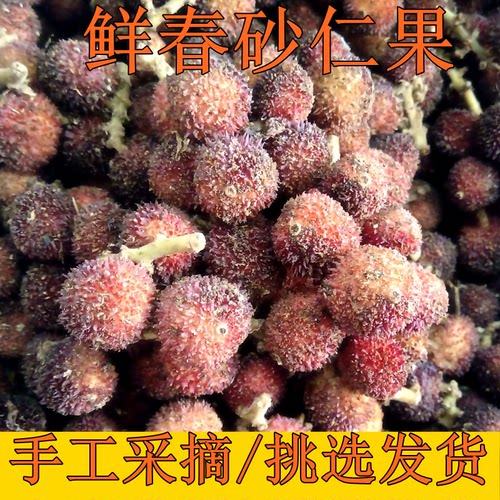 正宗阳春春砂仁果特产砂仁新鲜采摘本地春砂仁泡蜜煲汤鲜砂仁500g