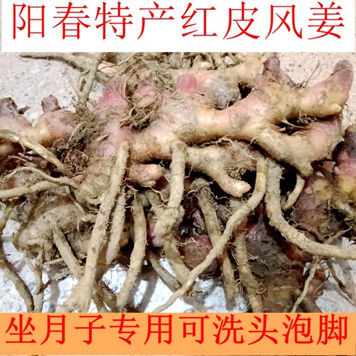 阳春特产风姜坐月子专用风姜红皮风姜新鲜风姜产后祛风可洗头泡脚