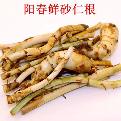 鲜春砂仁根段500g阳春特产砂仁条手工采挖新鲜食疗砂仁头煲汤原料