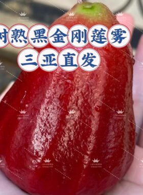 海南树熟黑金刚莲雾三亚新鲜水果